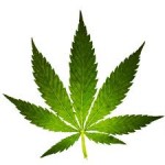 Cannabis Leaf