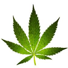 Cannabis Leaf