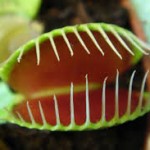 Venus fly trap