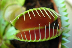 Venus fly trap