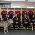 wolves