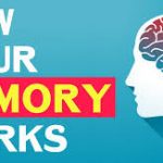 How your memory works