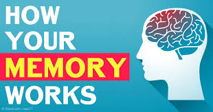 How your memory works